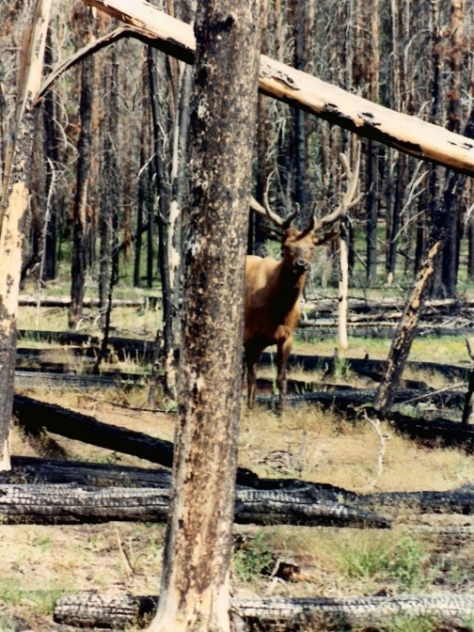 Yellowstone in the early 1990s, shortly after being ravaged by fire in the summer of 1988