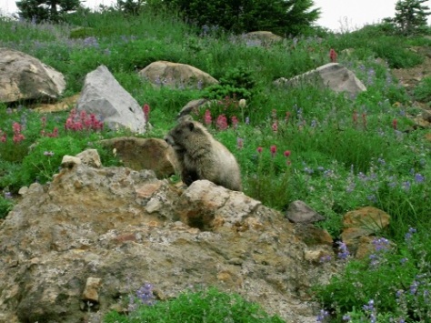 In the immortal words of Jean Paul Sartre, "Au revoir, hoary marmot."