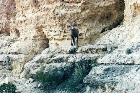Bighorn sheep sneak up on you when you least expect it.