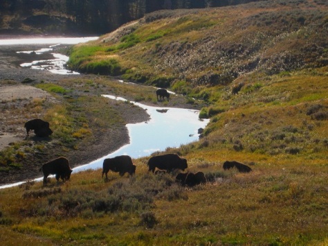 Bison in the Lamar Valley