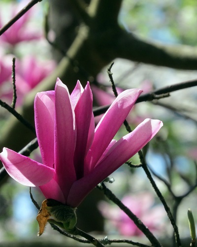 What I think is a Japanese magnolia in the Garden of the Pine Wind.