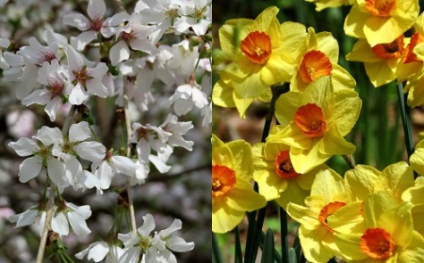 Cherry? Dogwood? (Yeah, I'm not good with trees) and daffodils abound at Garvan.
