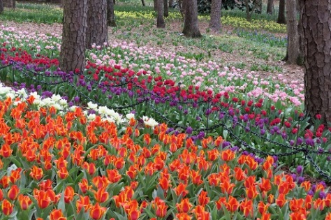 The appropriately named Tulip Extravaganza: Tulips upon tulips upon tulips.