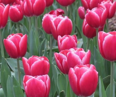 So many tulips... These deep pink beauties were my favorites.