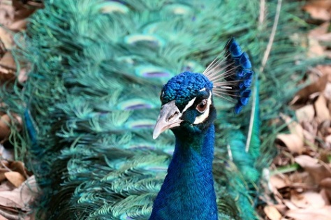There were many peacocks in the Rip Van Winkle Gardens.