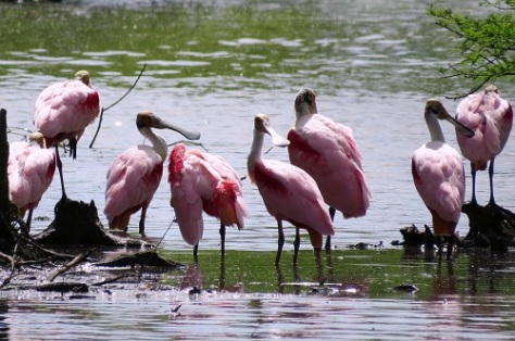 My sister spotted these roseate spoonbills as we were leaving the estate grounds.