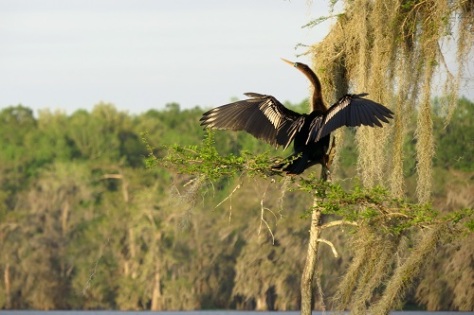 When this anhinga spread its wings I felt like we had gone back to prehistoric times.