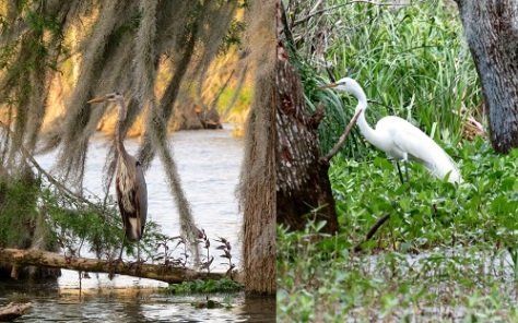 Herons, egrets, and ibis are just some of the birds you can see on Lake Martin.