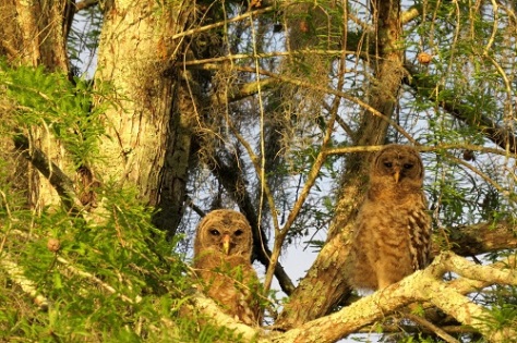 Baby owl siblings!!!